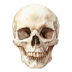 Obraz premium Calavera aislada pintada en acuarela en tonos beiges. Concepto halloween