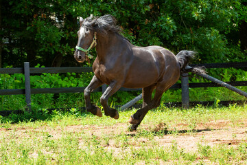 Percheron draft horse galloping in a stockade in Connecticut.