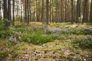 Wrzos zwyczajny, wrzos pospolity, Calluna vulgaris (L.) © Marcin Łazarczyk