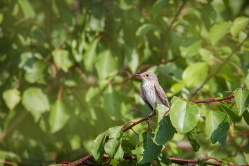 A Spotted flycatcher sits on a branch with green leaves and looks toward the camera lens on a sunny summer day.