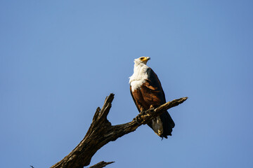 African fish eagle perched on a branch seen on an African Safari in Botswana
