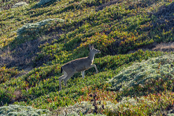 Deer running near the coast in Point Reyes