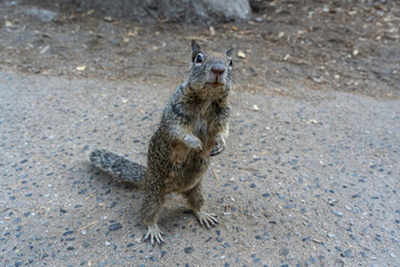 Squirrel standing on the ground