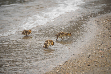 Three ducklings wading in shallow water near the shore, exploring the beach on a cloudy day.