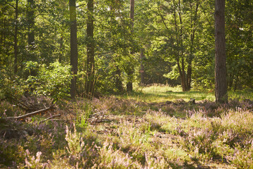 Wrzos zwyczajny, wrzos pospolity, Calluna vulgaris (L.)