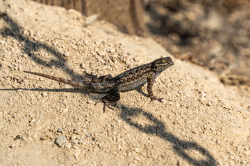 lizard on the sand