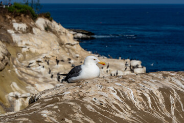 Fototapeta premium seagull on the rocks