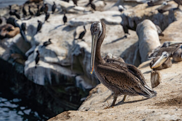 Pelicans on a cliff by the sea near La Jolla