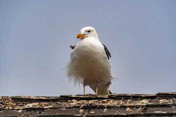 Furry seagull on the roof