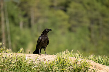 close-up of a common raven (Corvus Corax) glistening in sunshine