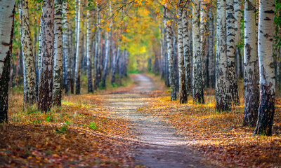 Obraz premium path in the autumn forest, country road in autumn 