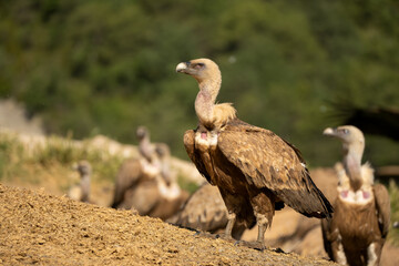 Close-up of Griffon vultures (Eurasion griffon, Gyps fulvus) at a vulture feeding centre