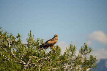a black kite (Milvus migrans) at a vulture feeding site