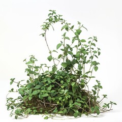 This lush green vine plant adds natural elegance to any indoor or outdoor space for your home or garden