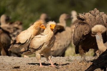 Close-up of Egyptian Vultures (Neophron percnopterus, Alimoche Común) feeding amongst a wake of Griffon vultures
