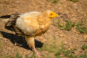 Close-up of Egyptian Vultures (Neophron percnopterus, Alimoche Común) feeding amongst a wake of Griffon vultures