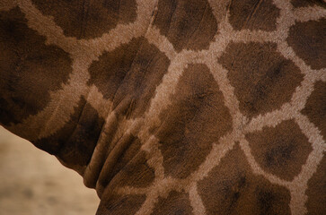 Detalle de la piel de una girafa