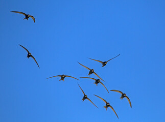 Beautiful synchronized flight of the flock of black swifts. Common Swift (Apus apus) hunt insects...