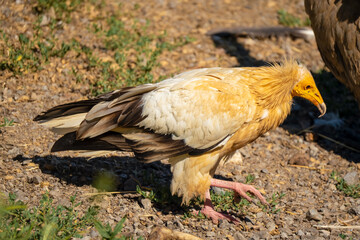 Close-up of Egyptian Vultures (Neophron percnopterus, Alimoche Común) feeding amongst a wake of Griffon vultures