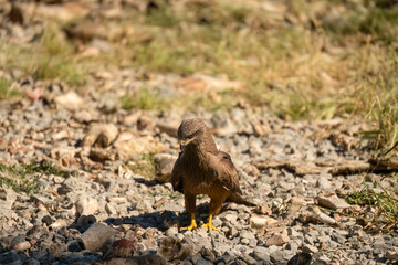 a black kite (Milvus migrans) at a vulture feeding site