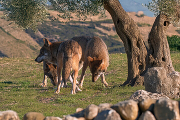 Photographs of a wolf in nature.