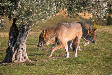Photographs of a wolf in nature.