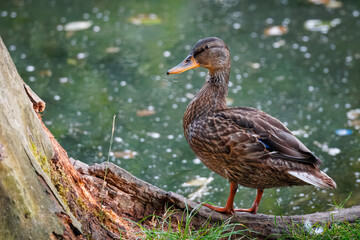 On a summer evening, a female mallard stands on a wooden log near the lake perpendicular to the camera lens. 