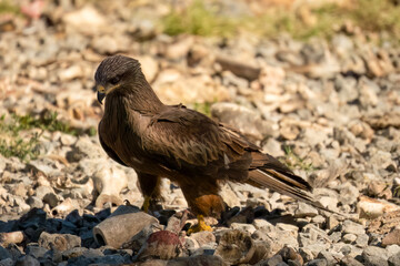 a black kite (Milvus migrans) at a vulture feeding site
