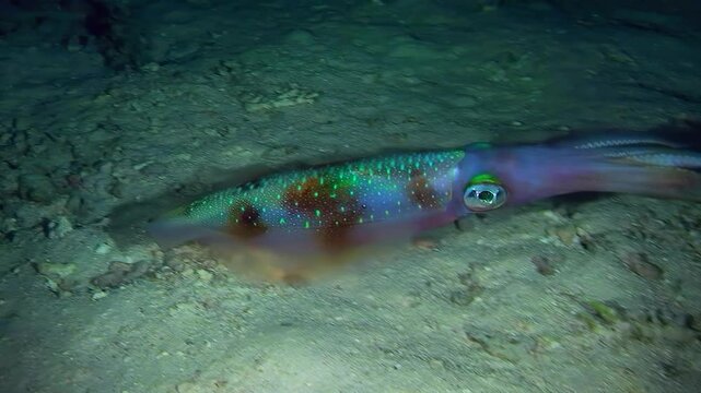 Bigfin reef squid (Sepioteuthis lessoniana) swims near the seabed changing its color in a wide spectrum, close-up.
