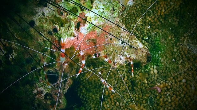 A pair of Banded Coral Shrimp (Stenopus hispidus) sitting on the surface of a stone.