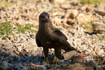 a black kite (Milvus migrans) at a vulture feeding site