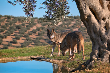 Photographs of a wolf in nature.