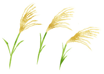 ススキのイラスト　手描き　水彩風