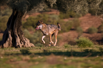 Photographs of a wolf in nature.