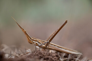 Oriental longheaded locust resting on the ground. Dry summer grass. Longheaded grasshopper. Acrida cinerea.