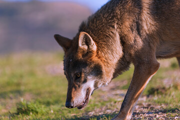 Photographs of a wolf in nature.