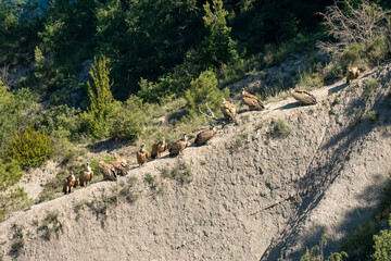a committee ofGriffon vultures (Eurasion griffon, Gyps fulvus) gathered on a rock outcrop