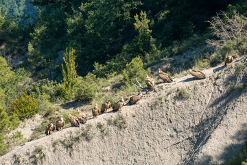 a committee ofGriffon vultures (Eurasion griffon, Gyps fulvus) gathered on a rock outcrop