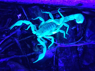 UV Scorpion hunting at night on rocks
