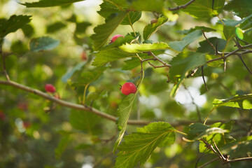 Róża dzika, Rosa canina L. © Marcin Łazarczyk