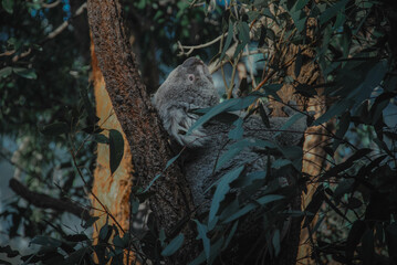 a photo of a koala resting on a tree