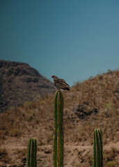 a photo of a vulture on a cactus
