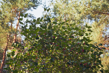 Róża dzika, Rosa canina L. © Marcin Łazarczyk