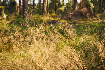 kłosówka wełnista, holcus lanatus l.
