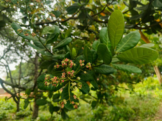 Cashew nut tree with flowers 