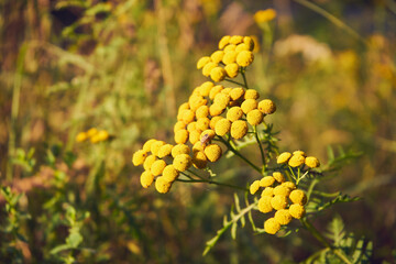 wrotycz pospolity, Tanacetum vulgare L. © Marcin Łazarczyk