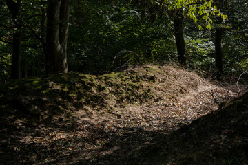 Slovakia Woodlands beginning of fall on hot & sunny day