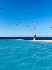 seagulls on the beach