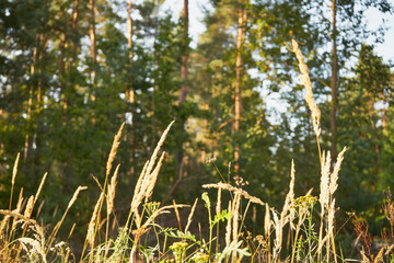 Tymotka łąkowa, brzanka pastewna, Phleum pratense L.