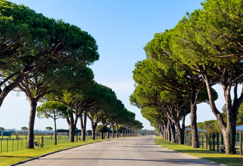 road running through tree alley. Beautiful landscape.